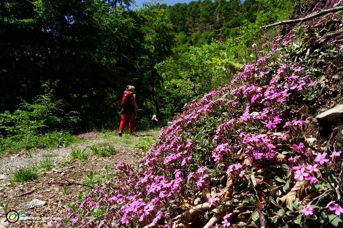 22 Bellissime estese fioriture.JPG